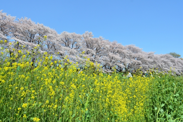 桜と菜の花
