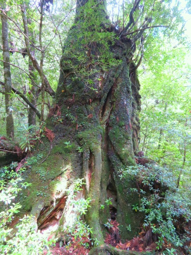 白谷雲水峡トレッキング