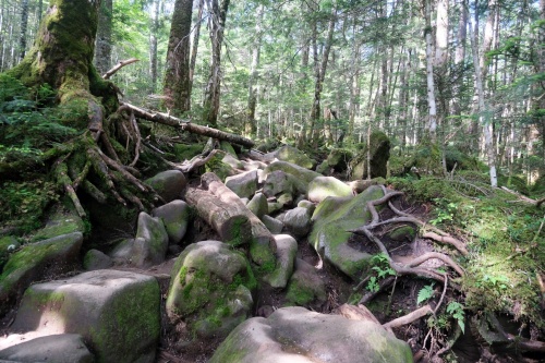 白駒池