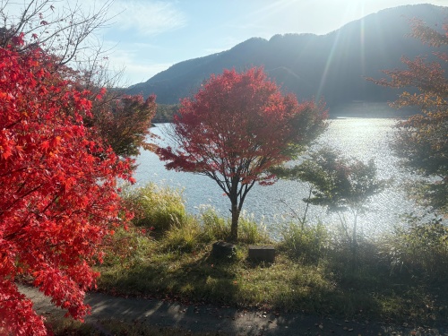 伊豆の踊子も越えた 九十九折り浄蓮の滝