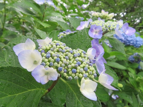 紫陽花