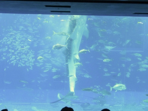沖縄 美ら海水族館