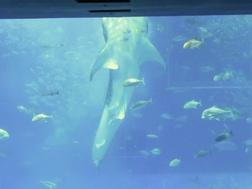 沖縄 美ら海水族館