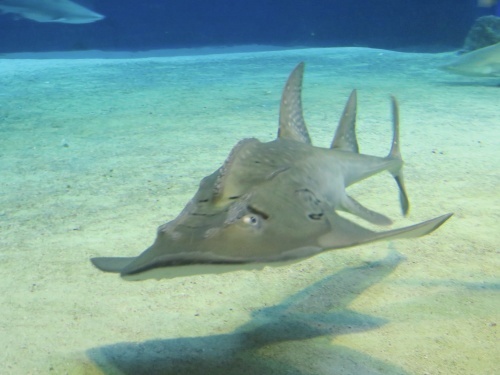 沖縄 美ら海水族館