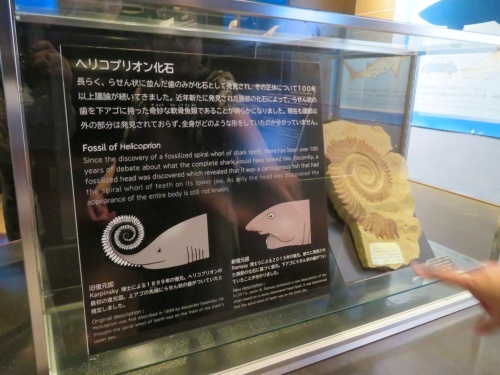 沖縄 美ら海水族館