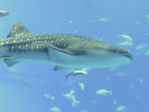 沖縄 美ら海水族館
