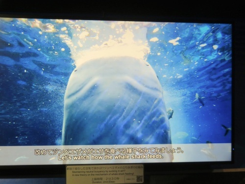 沖縄 美ら海水族館