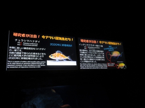 沖縄 美ら海水族館