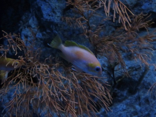 沖縄 美ら海水族館