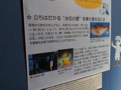 沖縄 美ら海水族館