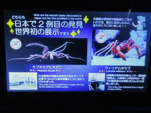沖縄 美ら海水族館