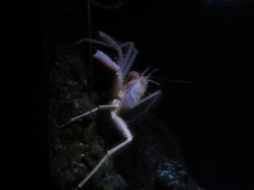 沖縄 美ら海水族館