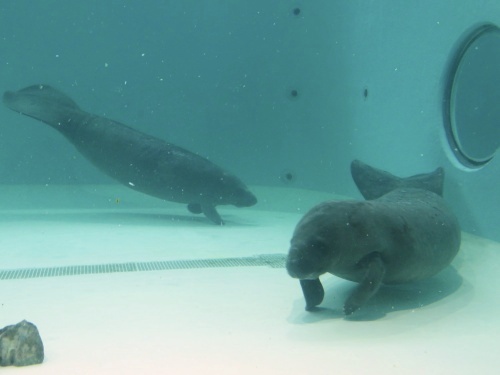 沖縄 美ら海水族館