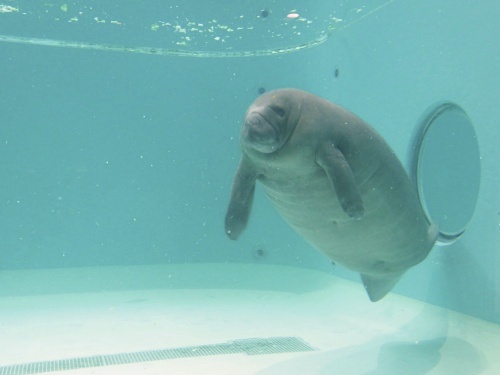 沖縄 美ら海水族館
