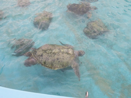沖縄 美ら海水族館