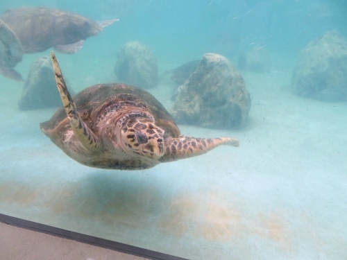 沖縄 美ら海水族館