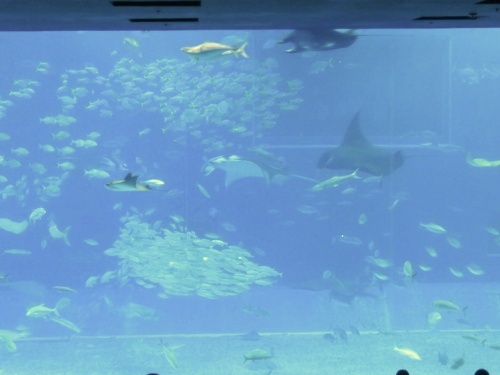 沖縄 美ら海水族館