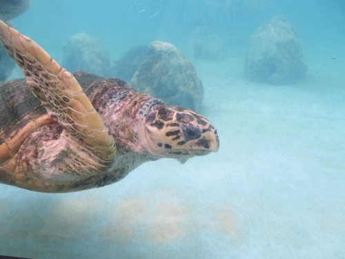 沖縄 美ら海水族館
