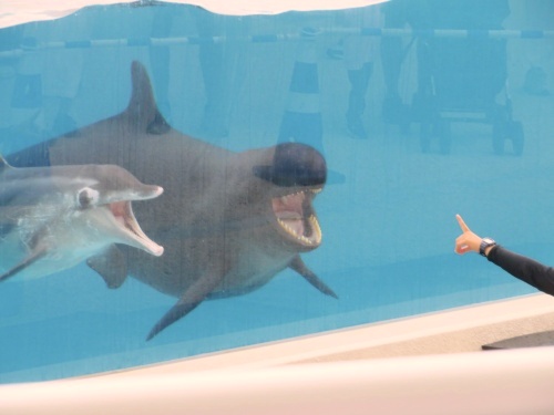 沖縄 美ら海水族館