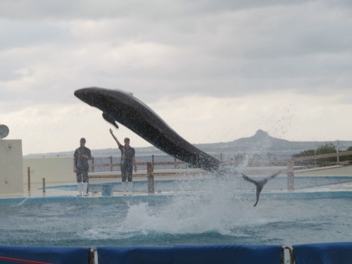 沖縄 美ら海水族館