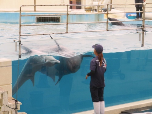 沖縄 美ら海水族館