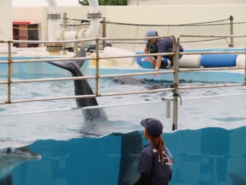 沖縄 美ら海水族館