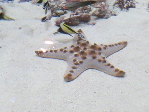 沖縄 美ら海水族館