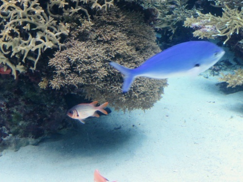沖縄 美ら海水族館