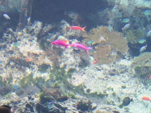 沖縄 美ら海水族館