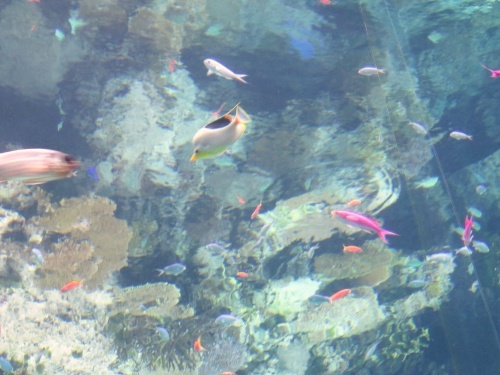 沖縄 美ら海水族館