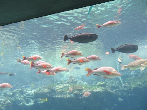 沖縄 美ら海水族館