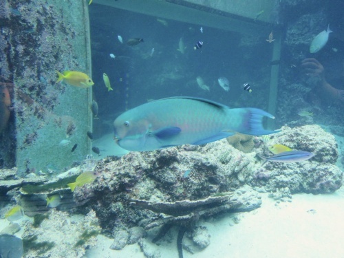 沖縄 美ら海水族館