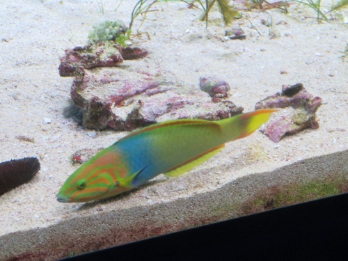 沖縄 美ら海水族館