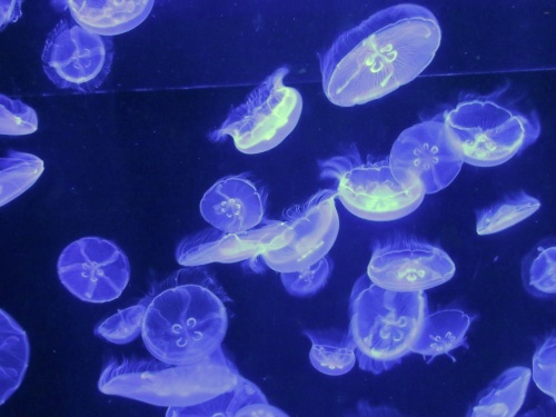 沖縄 美ら海水族館