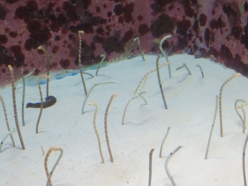 沖縄 美ら海水族館