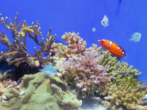 沖縄 美ら海水族館