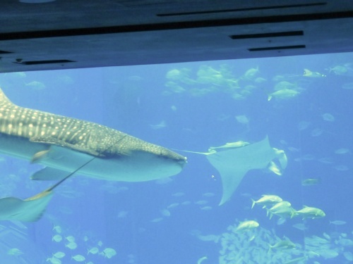 沖縄 美ら海水族館