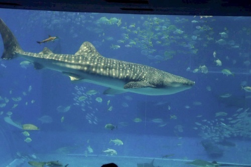 沖縄 美ら海水族館