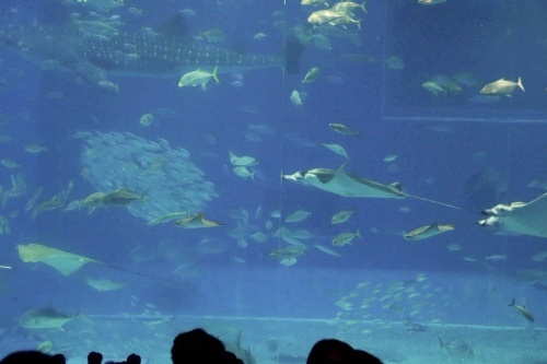 沖縄 美ら海水族館
