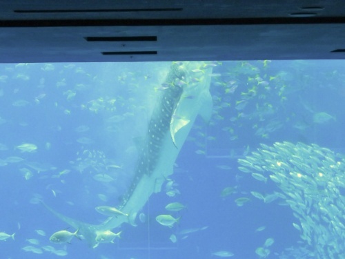 沖縄 美ら海水族館