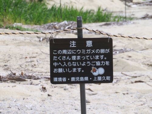 屋久島ドライブ
