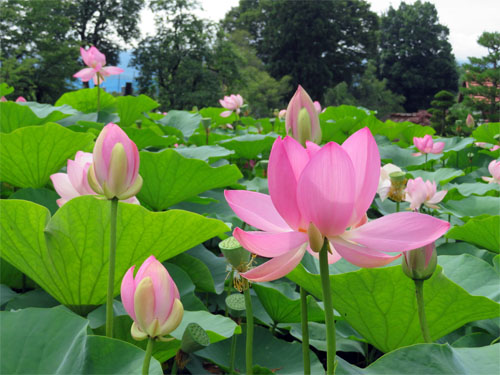 ハスの花