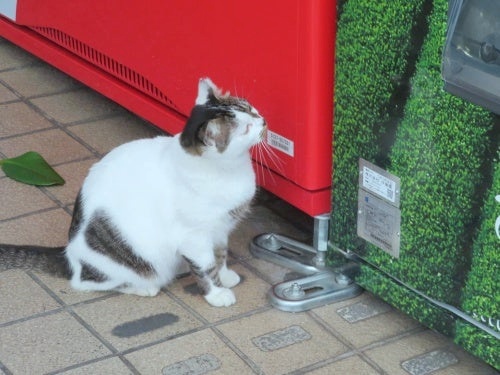 沖縄旅行 泊いゆまち市場