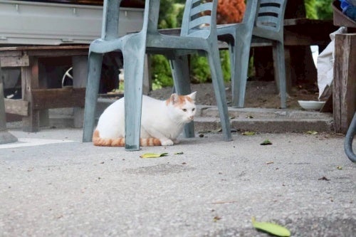 沖縄旅行 泊いゆまち市場