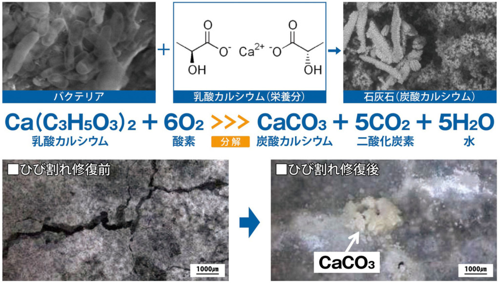 バジリスク　バクテリアを利用したコンクリートの自己治癒システム